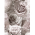 Velvet upholstery fabrics with print, White Roses